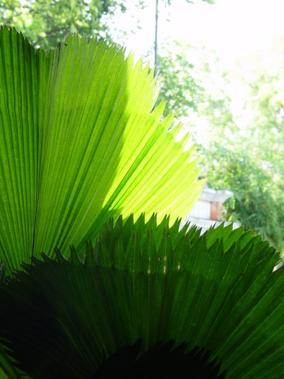 dsc04045.jpg