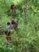 dsc04240_small.jpg