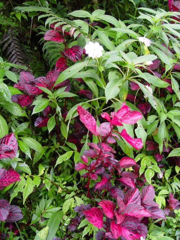 dsc04248.jpg
