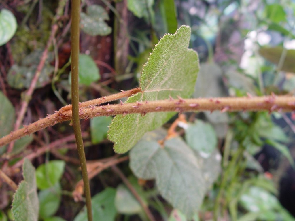dsc04266.jpg